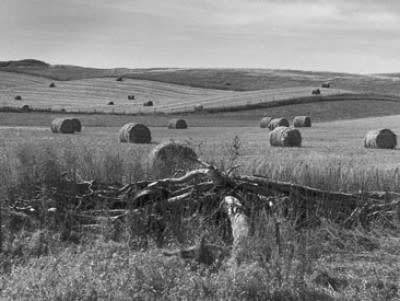 Sumner Road by Jean Lewis 