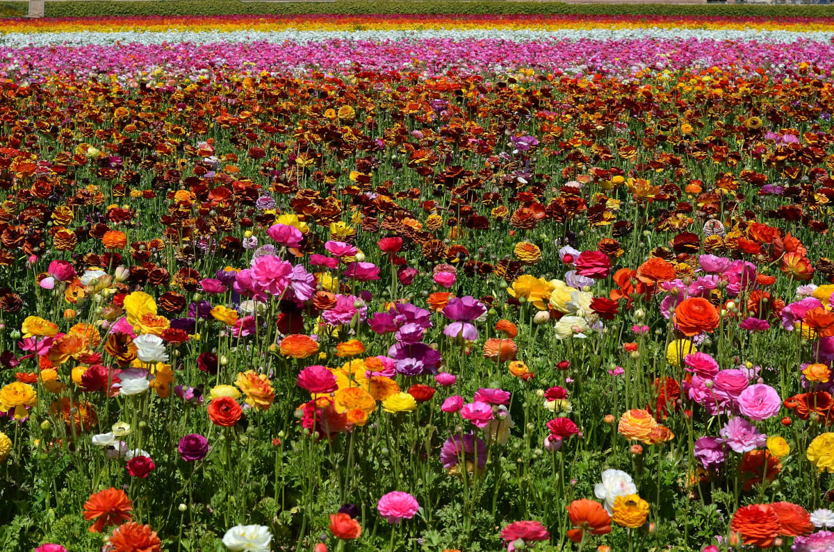 The Flower Fields by Scott Matocha 
