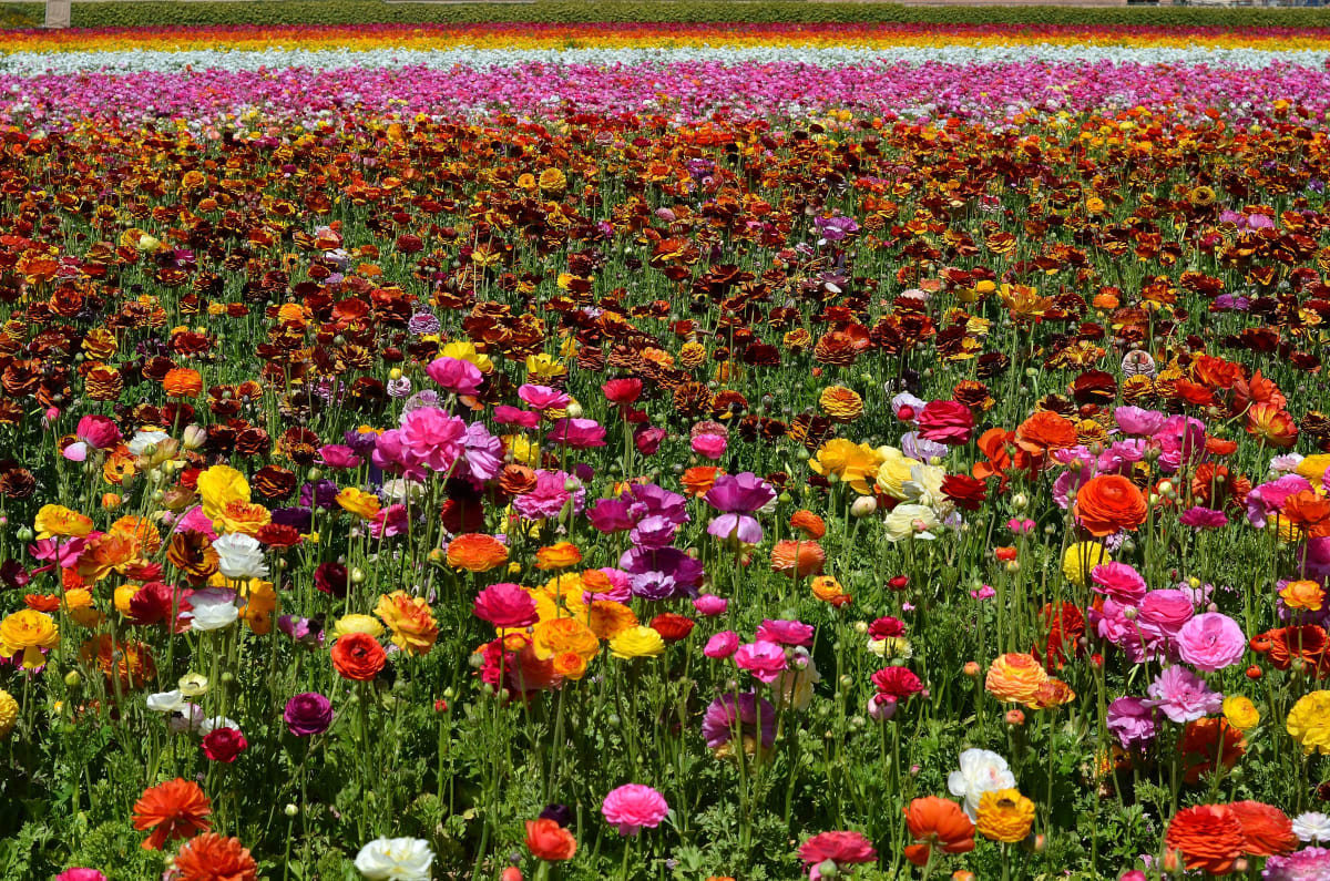 The Flower Fields by Scott Matocha, Image 1.