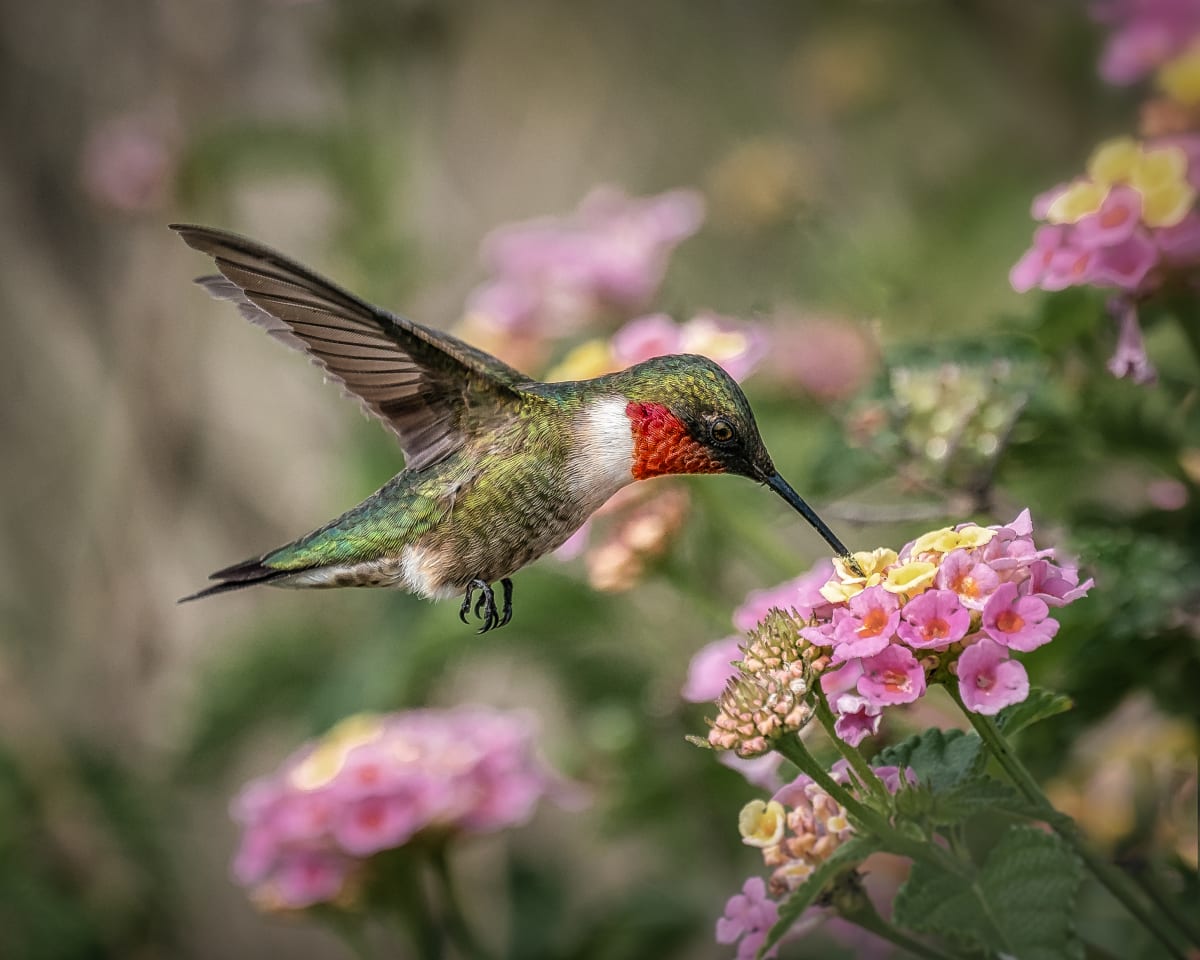 Sweet Sip by Lindrel Thompson 