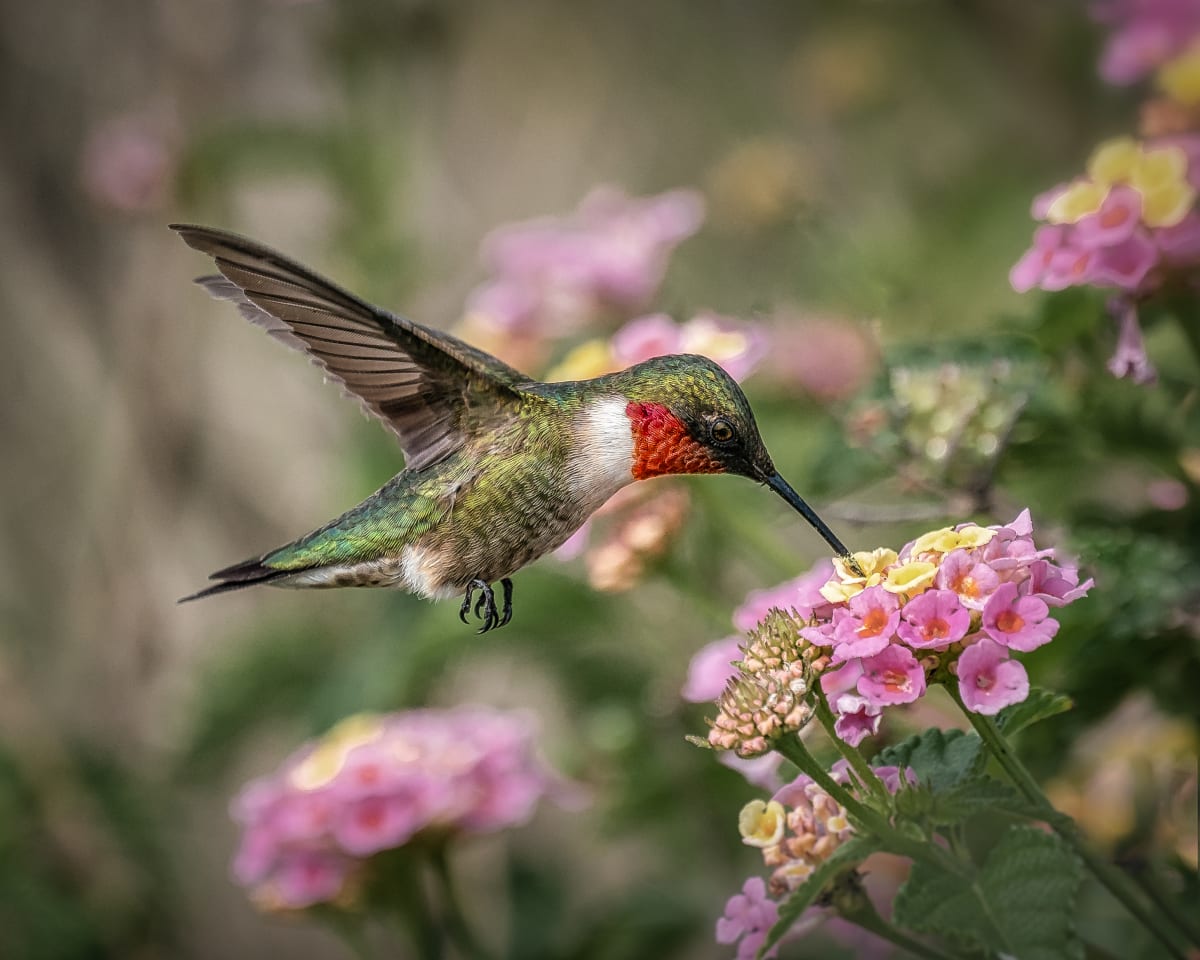Sweet Sip by Lindrel Thompson, Image 1.