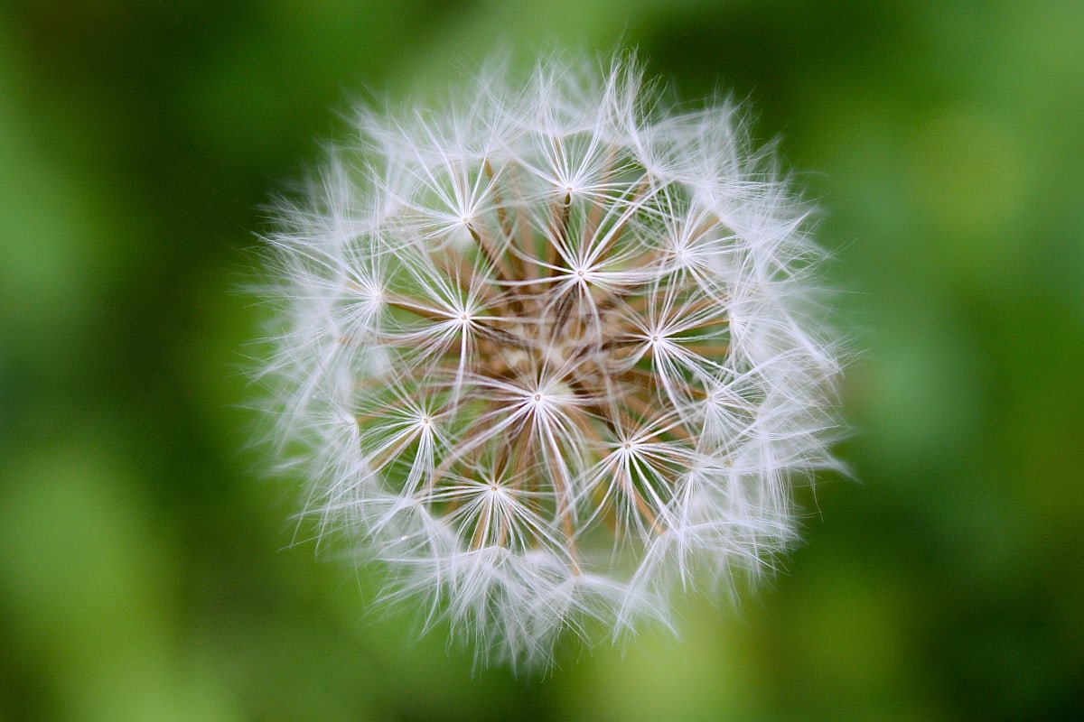 Dandelion Beauty by Ziad El-Zaatari, MD, Image 1.
