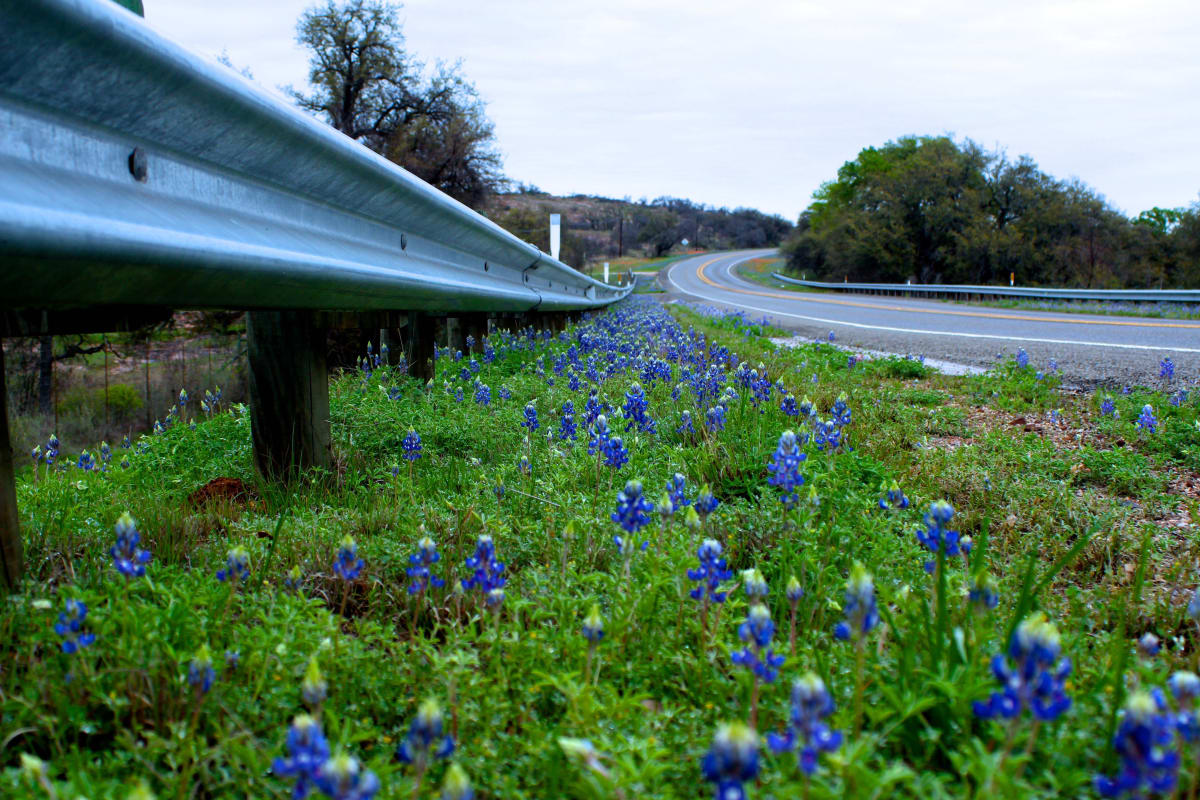 The Bluebonnets by Meredith Treadway, RN 