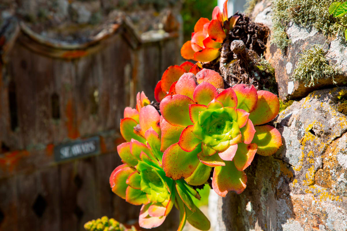 Beautiful Blooms by Rosa Huisenfeldt 