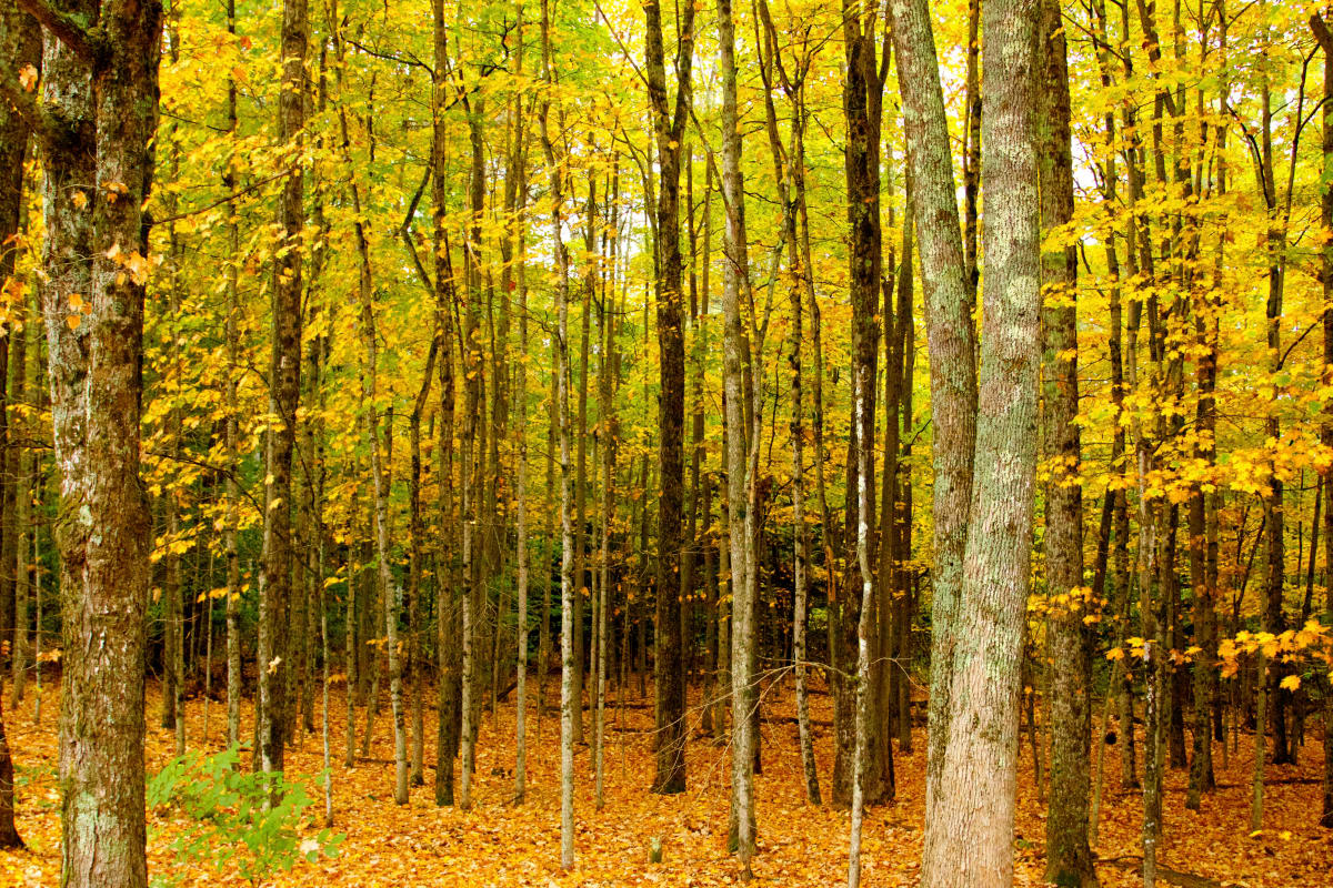 New England Fall Forest by Paula Karonika 