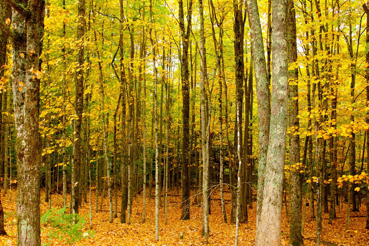New England Fall Forest by Paula Karonika, Image 1.