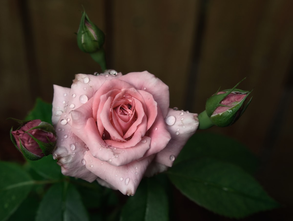Blooming Rose, Early Spring by Magdi Ayyad 
