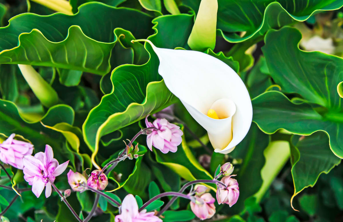 Rainforest Blossoms by Ann Holmes 