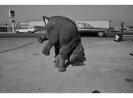 Elephant, Long Beach, 1972 by Robert von Sternberg 