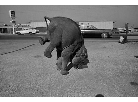 Elephant, Long Beach, 1972 by Robert von Sternberg, Image 1.