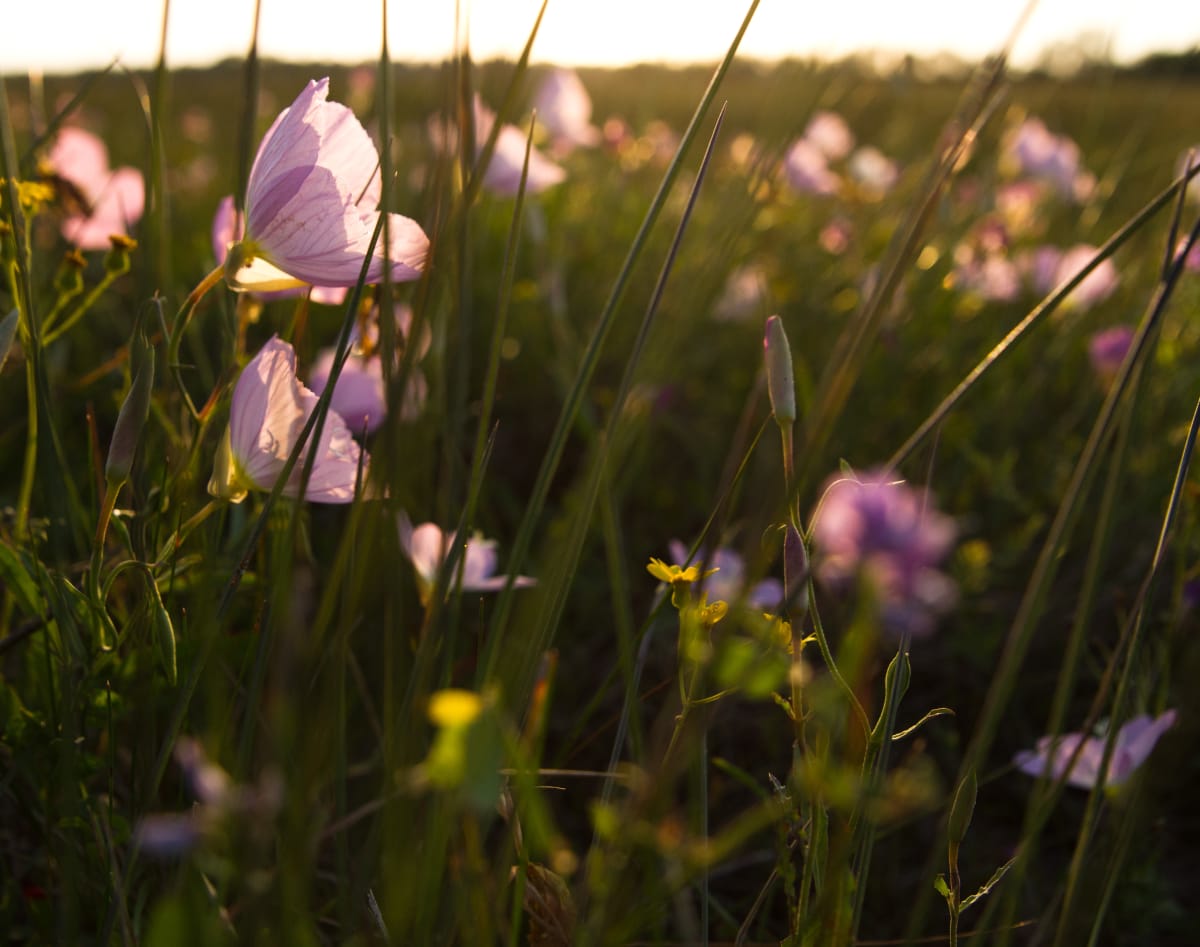 Blooms Under the Sunset by Qianquan Ma 