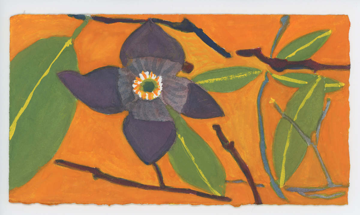 A Paw Paw Blossom, #1625, Image 1.