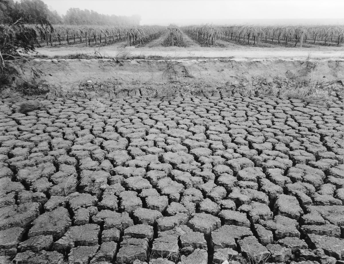 Grapevines and Cracked Mud, Near Arvin, California by Robert Dawson 