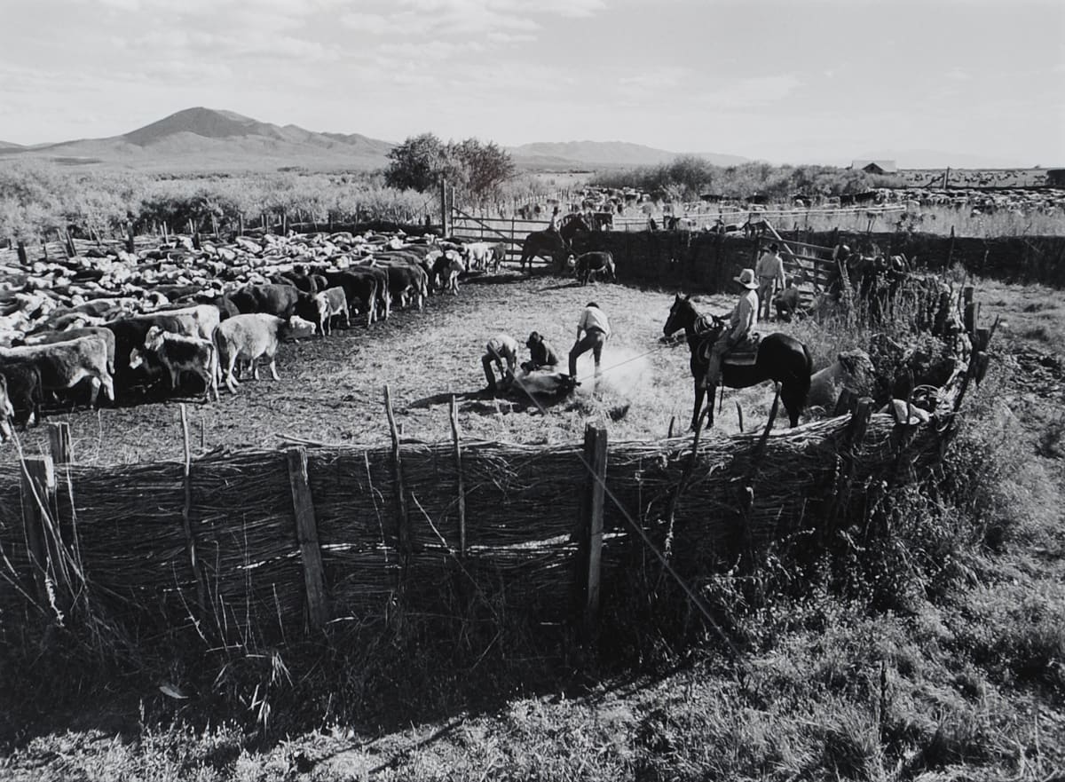 Fall Branding at the Ninety-Six Ranch, Paradise Valley, Nevada by Carl Fleischhauer 