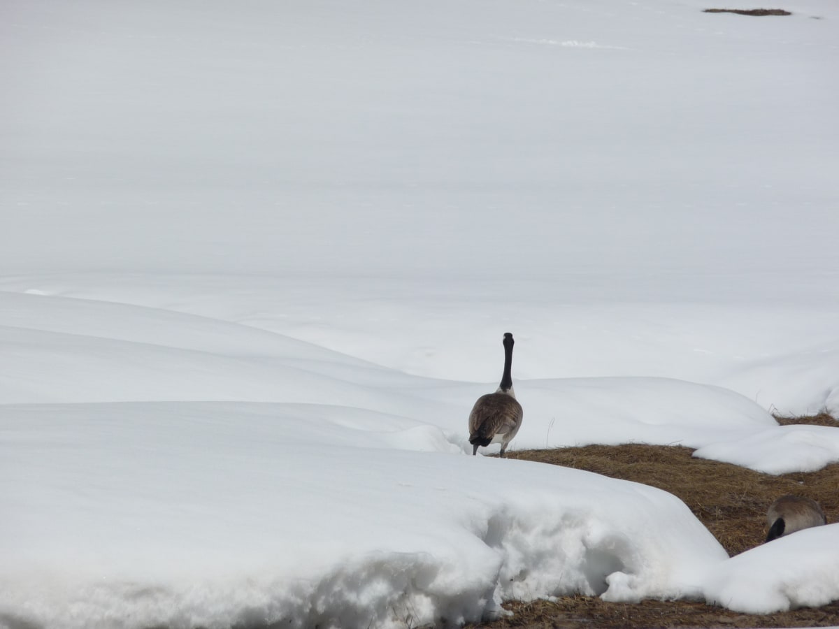 Lone Canadian Goose by Lisa West 