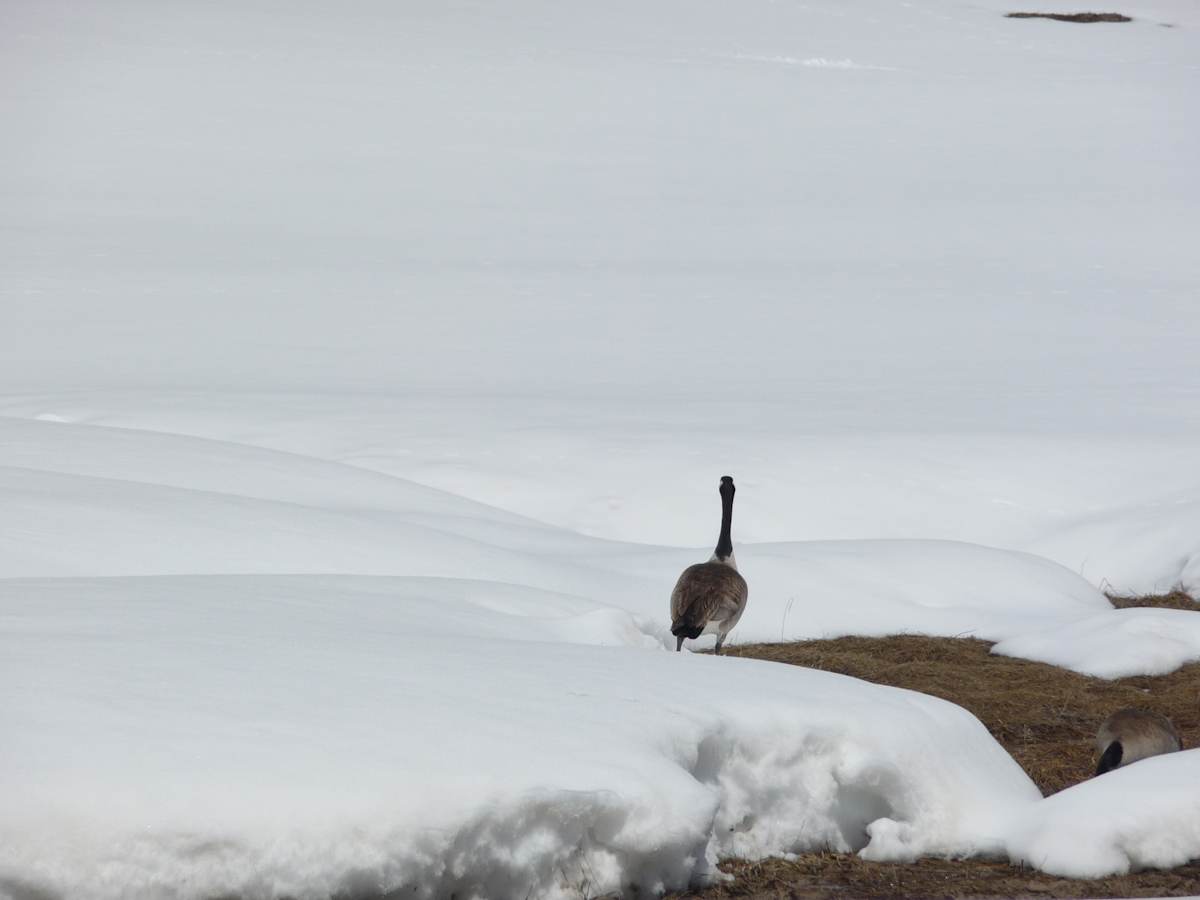 Lone Canadian Goose by Lisa West, Image 1.