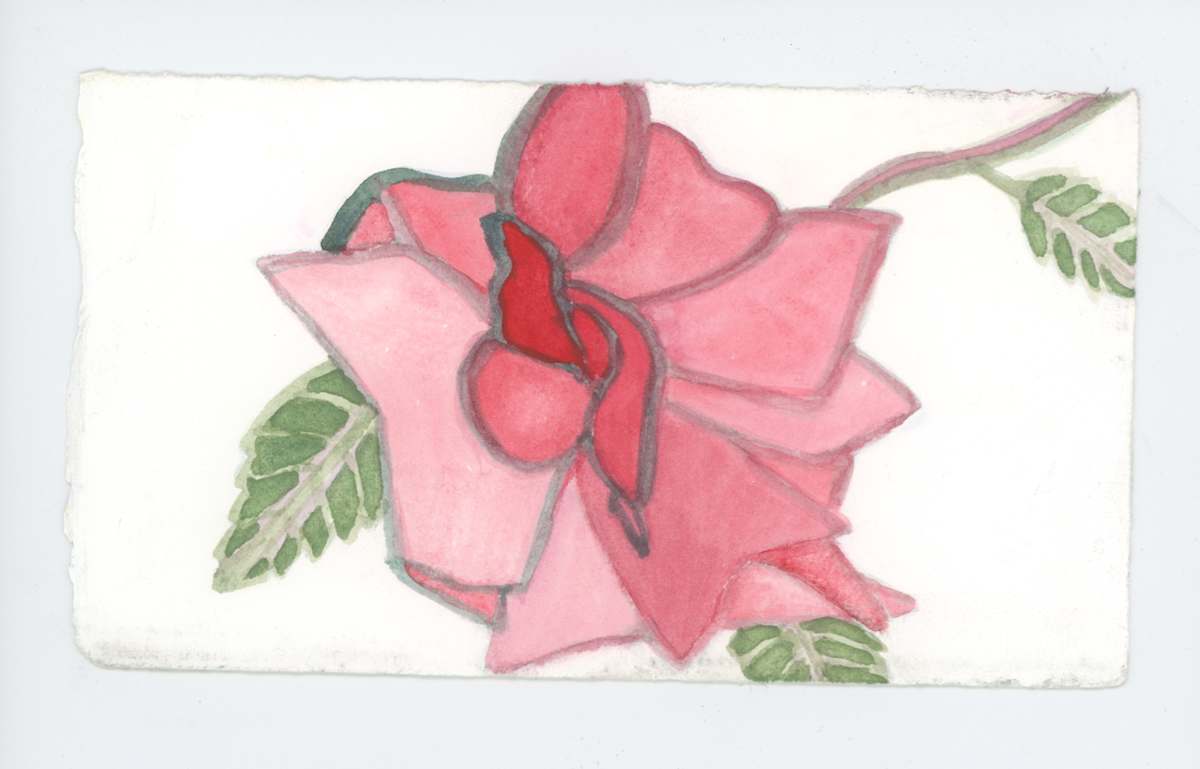 Rose in September, #1923, Image 1.