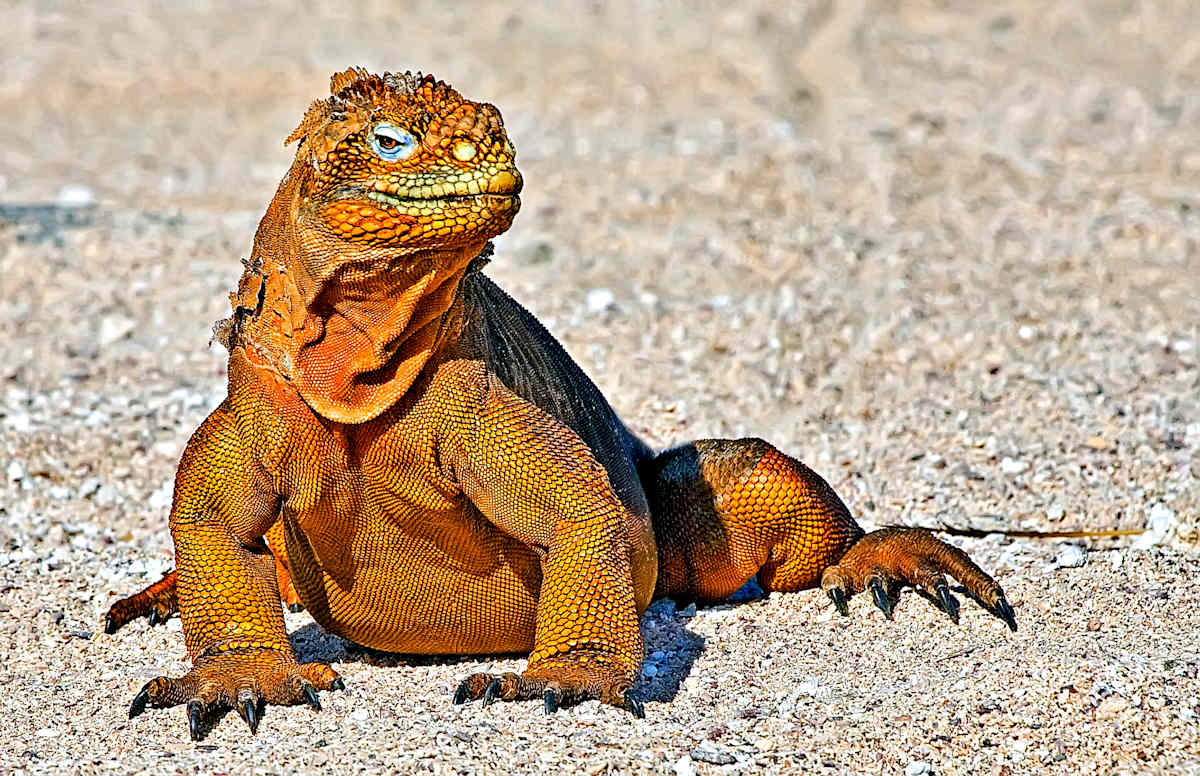 Land Iguana by Robert Davis, MD, Image 1.