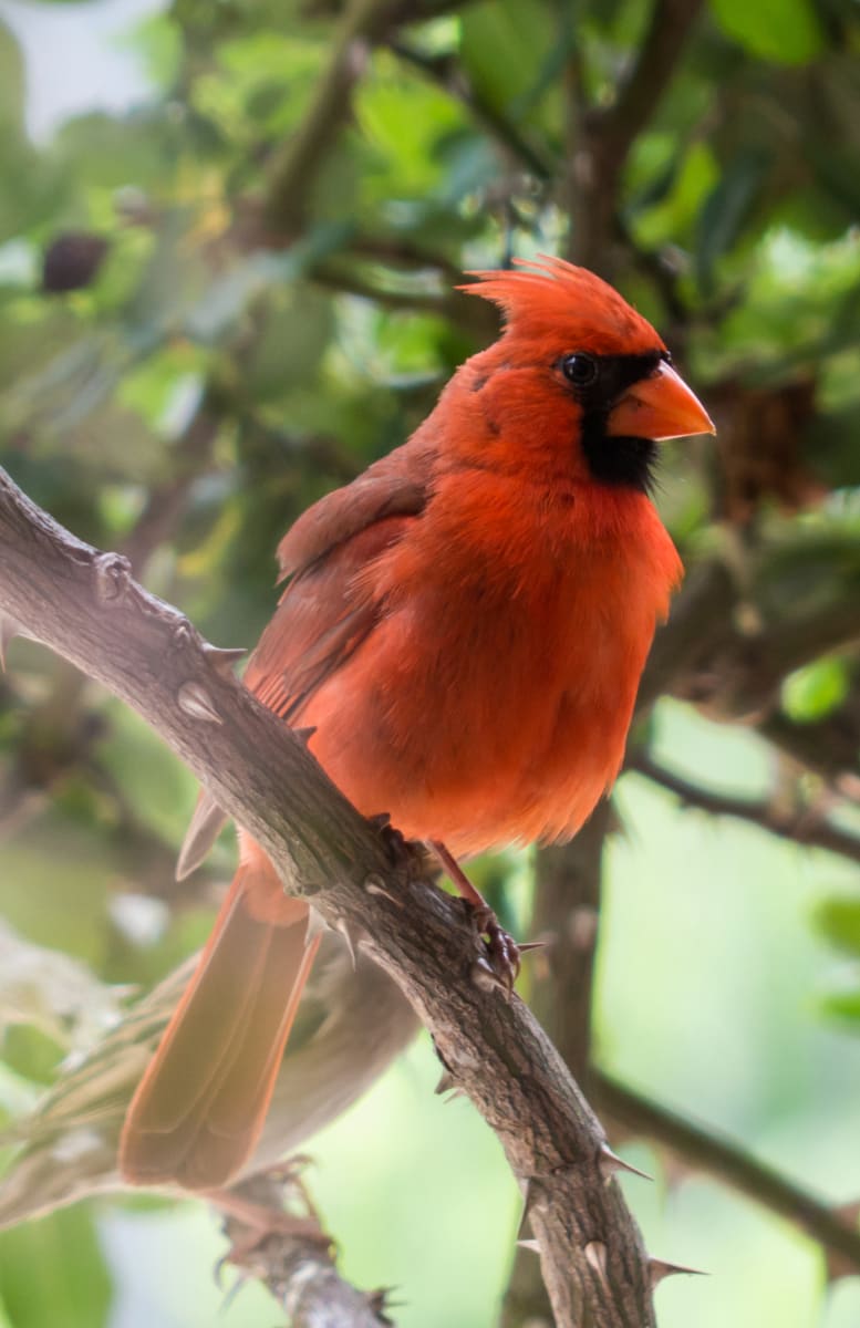 Big Red by Lauri Campagna, MD 