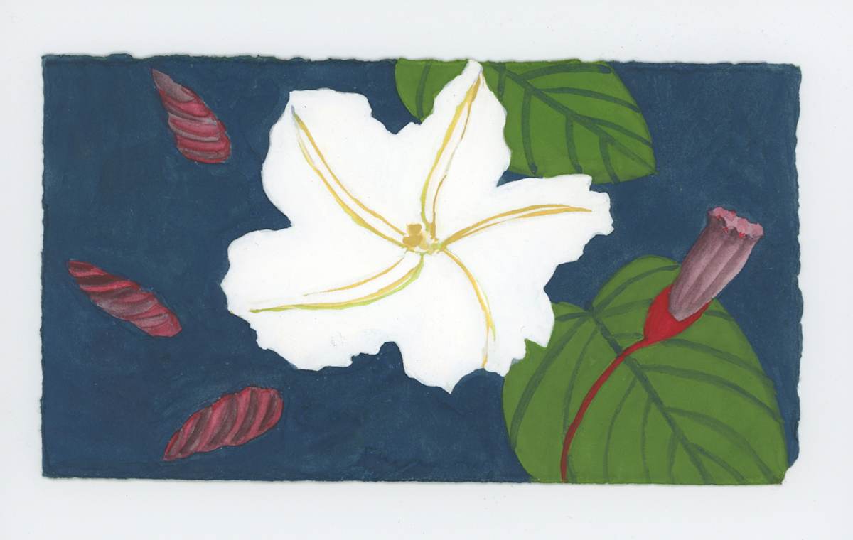 A Moon Flower, #1903, Image 1.