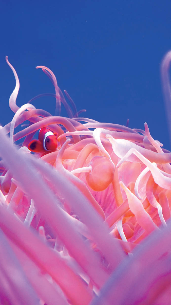 With Fronds Like These Who Needs Anemones by Erin Liu, Image 1.