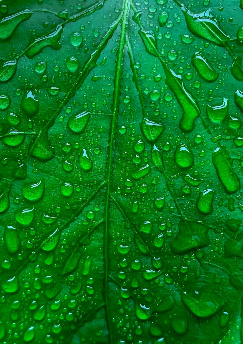Garden Leaf Water Drops by Ziad El-Zaatari, MD, Image 1.