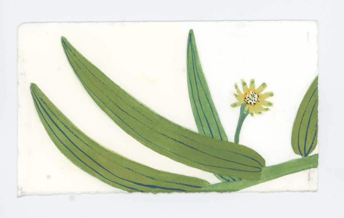 Tiny Zinnia, #1722, Image 1.