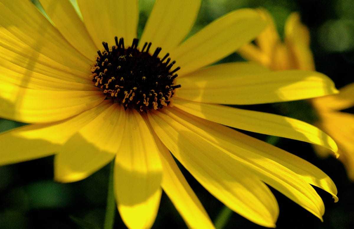 Flower by Alben C. Kwiatkowski, Jr. 