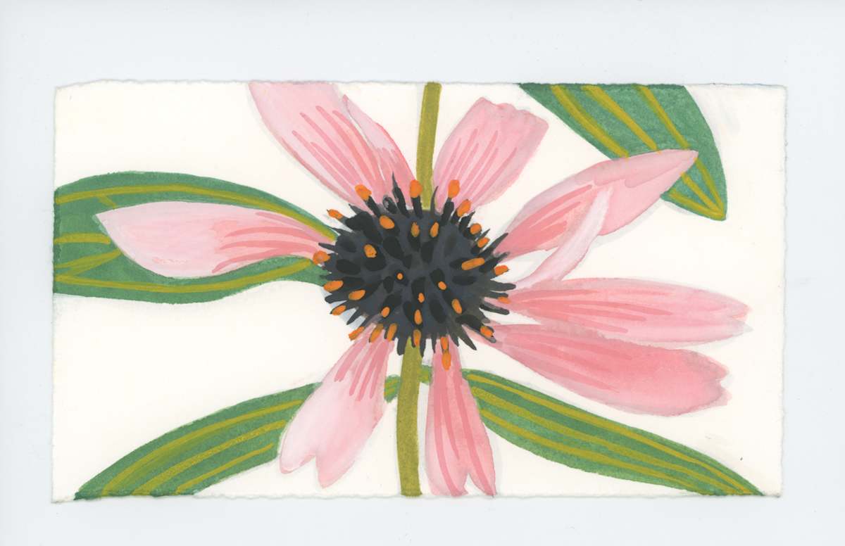 An Echinacia, #1719, Image 1.