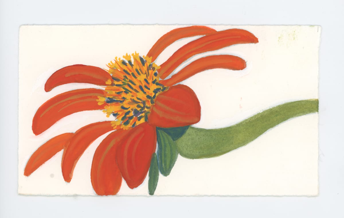 A Mexican Sunflower, #1736, Image 1.