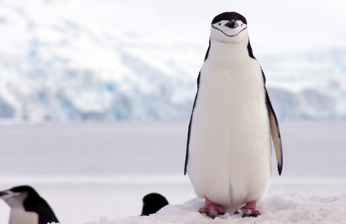 Chinstrap Penguin by Jan Snyder 