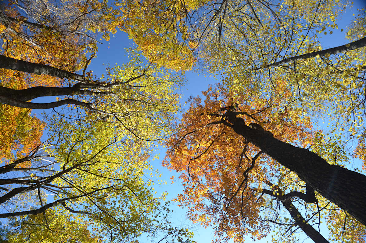 Fall Foliage by Rosa Salinas, Image 1.