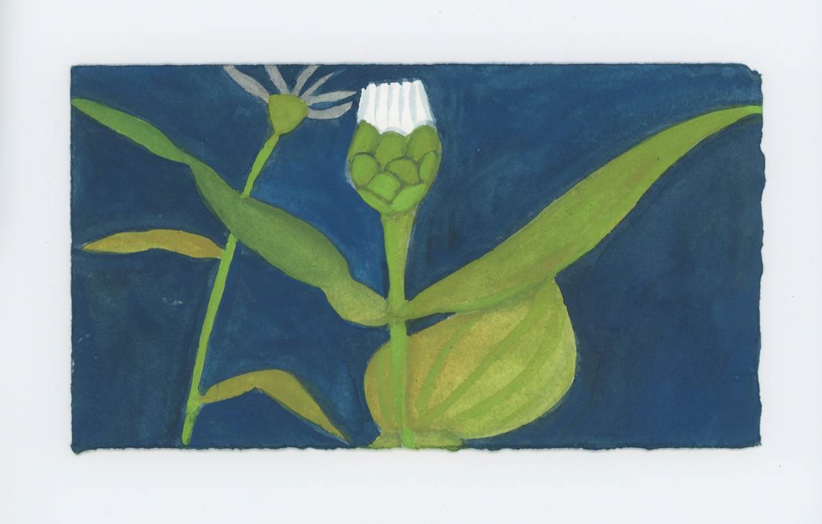 A Pale Zinnia, #1792, Image 1.