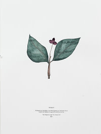 The Recognitions: Plants as Medicine by Hope Hilton 