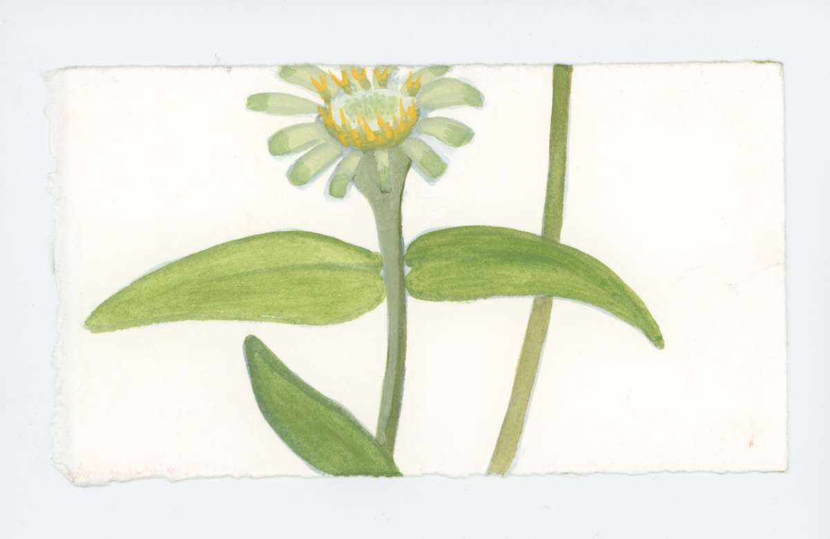 A Little Green Zinnia, #1737, Image 1.