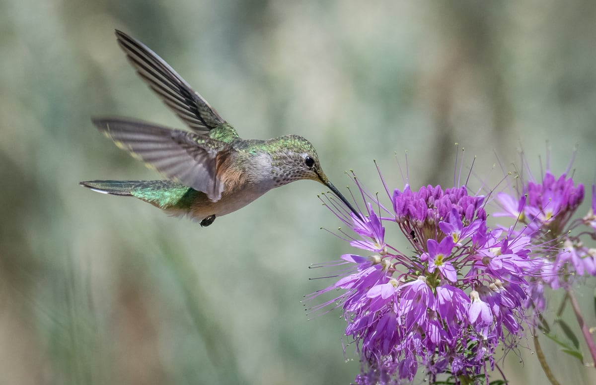 Hummingbird at Flower by Lindrel Thompson 