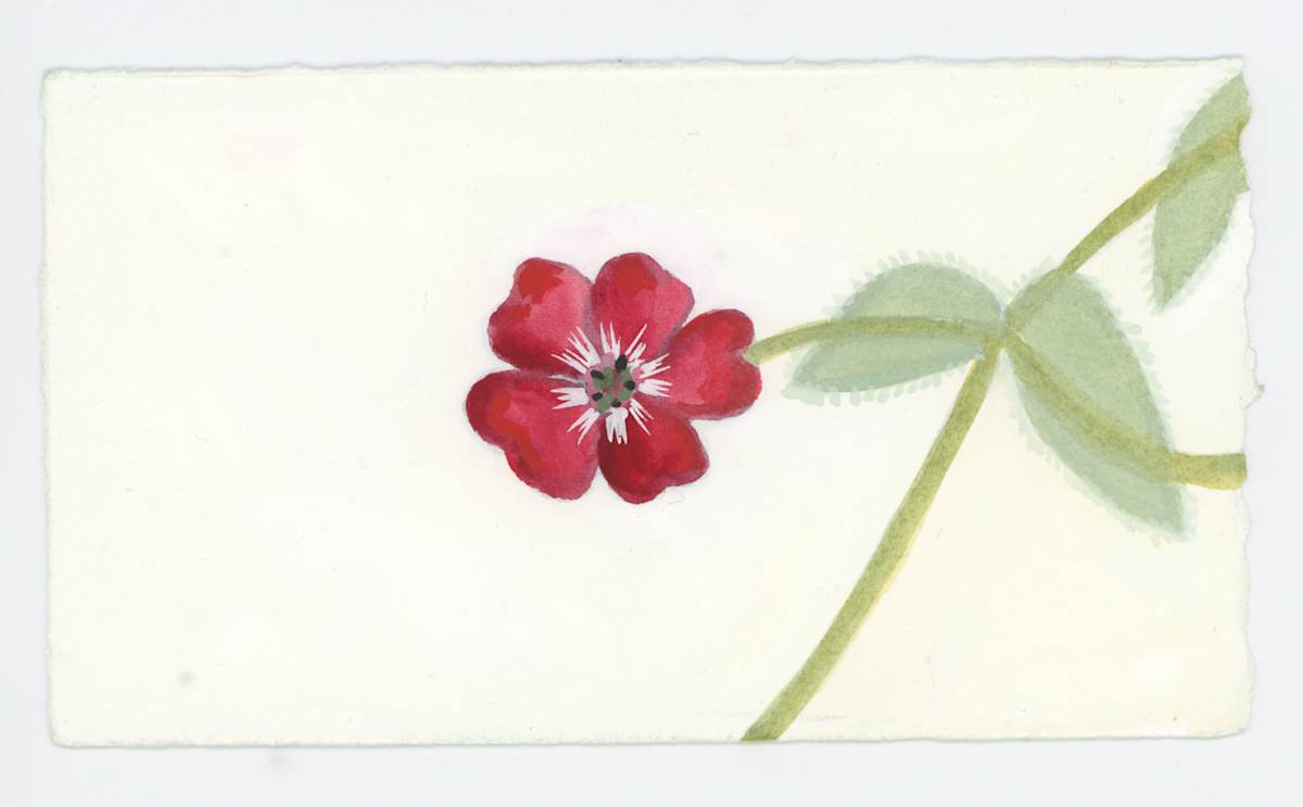Rose Campion, #1652, Image 1.