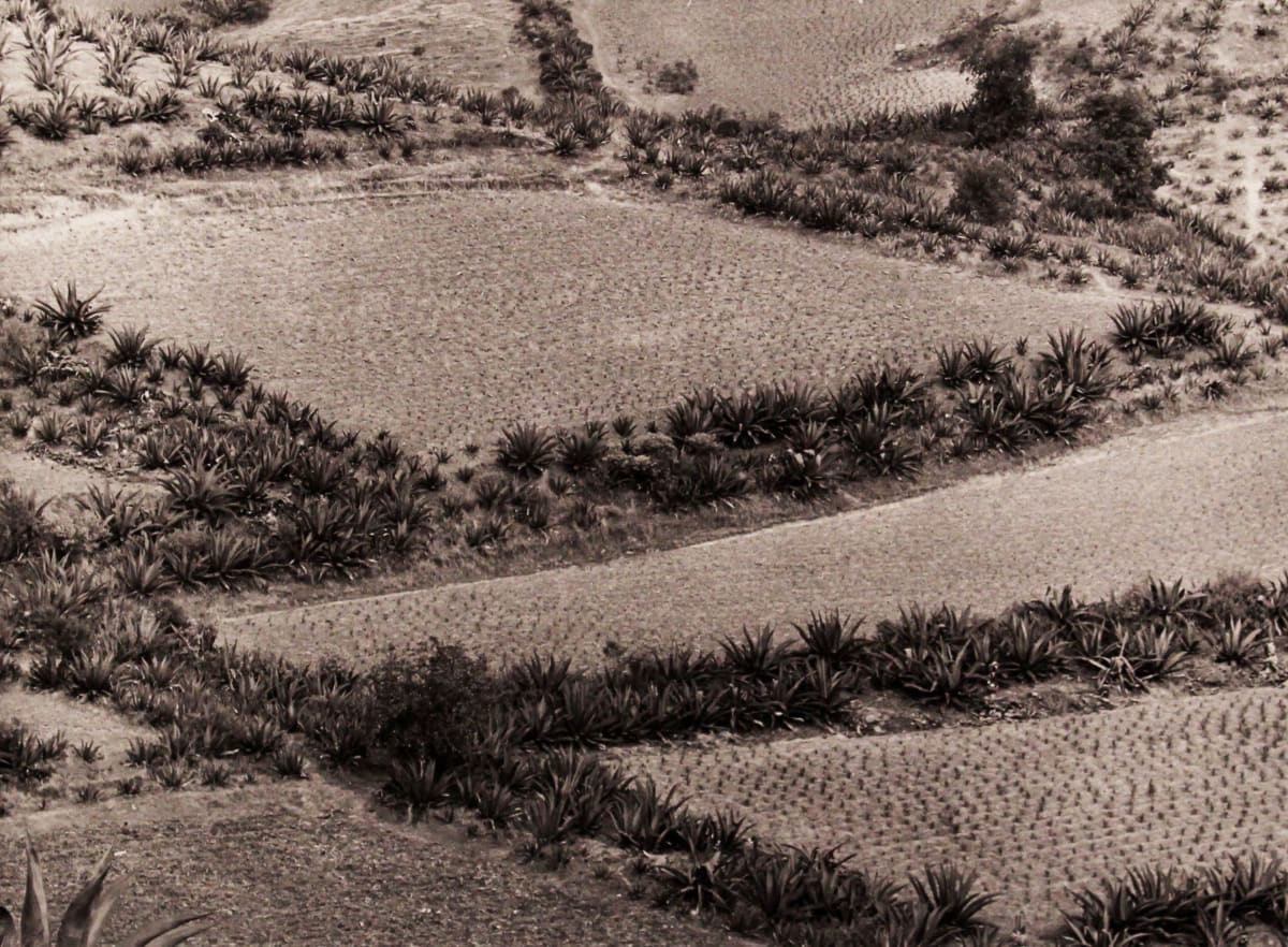 Paisaje de Siembras by Manuel Alvarez Bravo, Image 1.