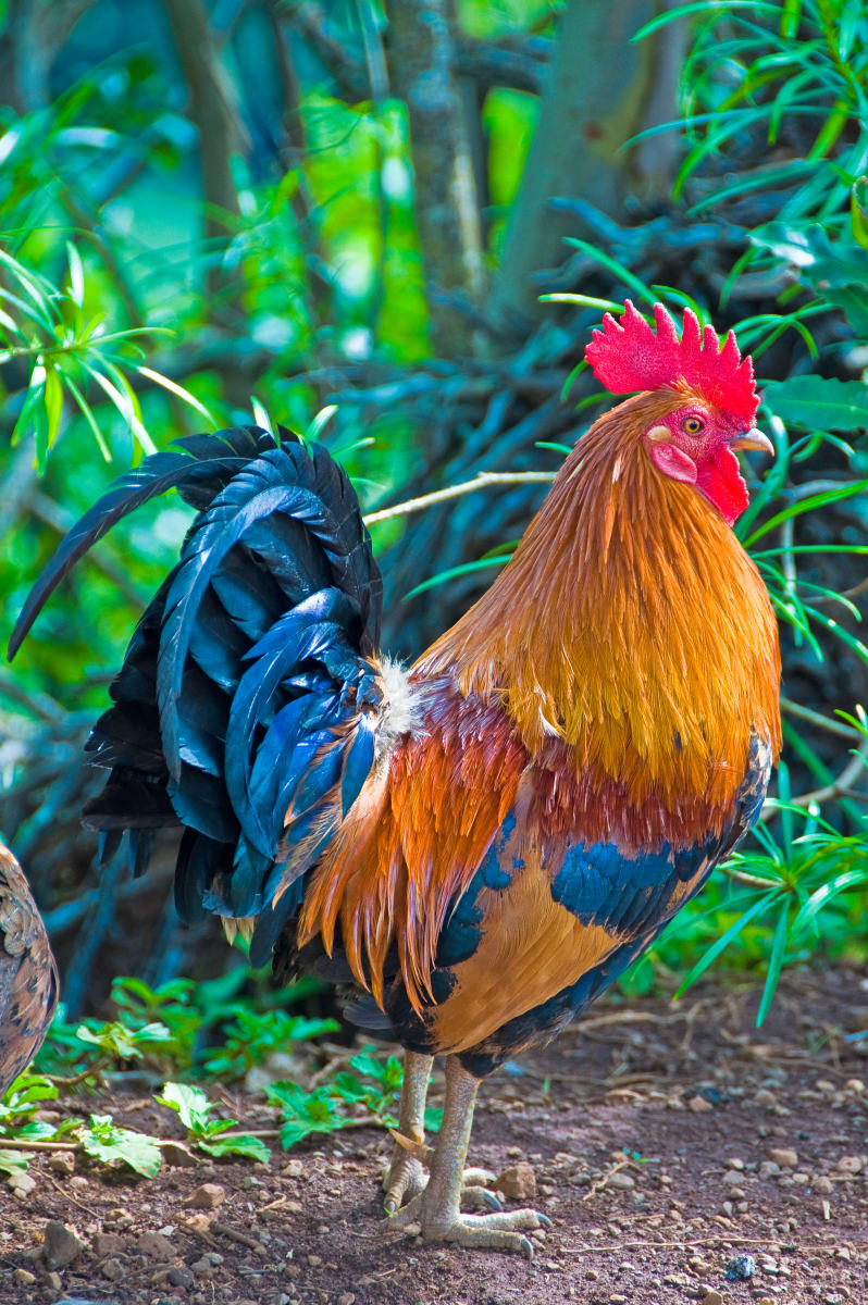 Struttin' His Stuff by Patrick Reardon, MD 