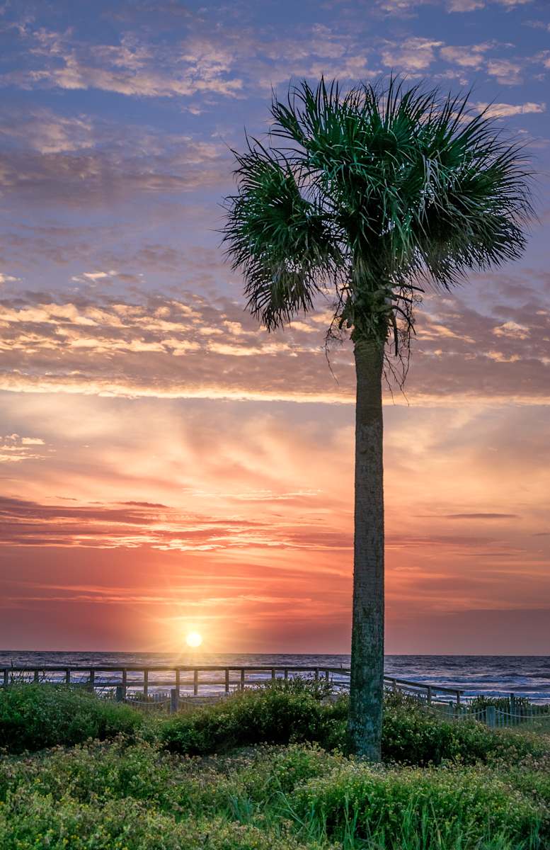 Palm at Sunrise by Lindrel Thompson, Image 1.