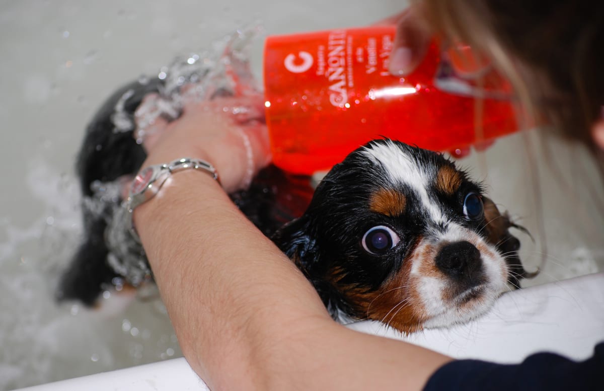 Bath Time by Kyle Dawson 