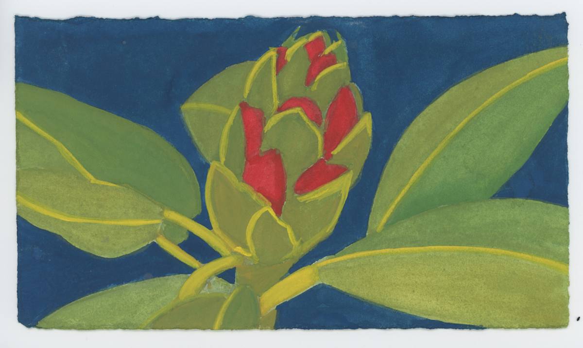 A Rhododendron Bud, #1624, Image 1.