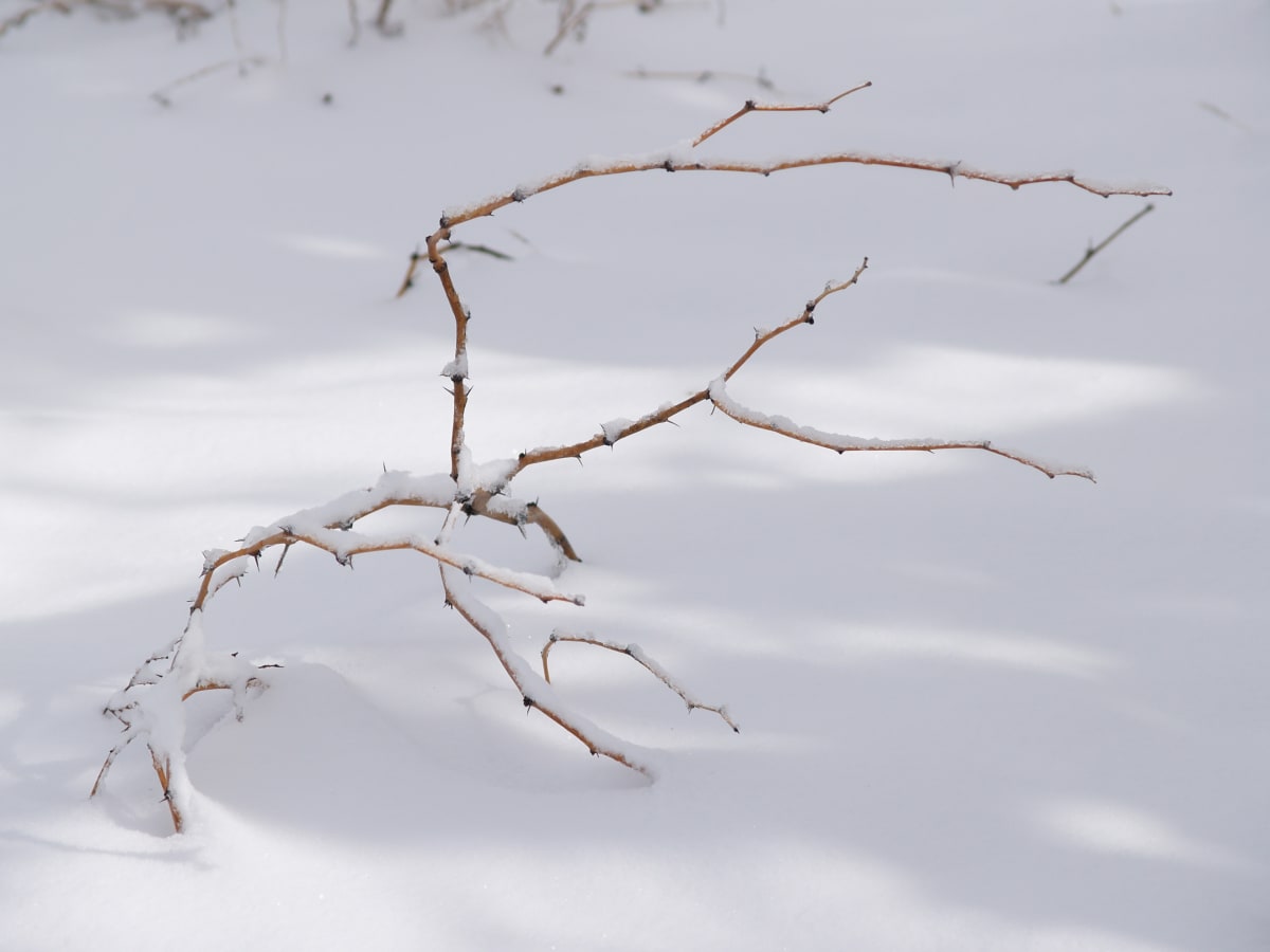 Winter Solitude by Mei-Ying Jue 