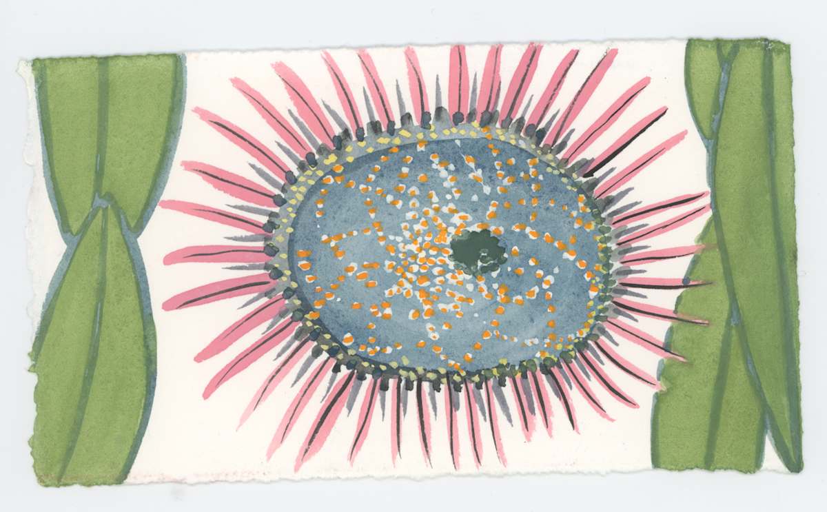 The Petals Are Still Folded, #1664, Image 1.