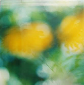 Brown-eyed Susans by Kathryn Kolb, Image 1.