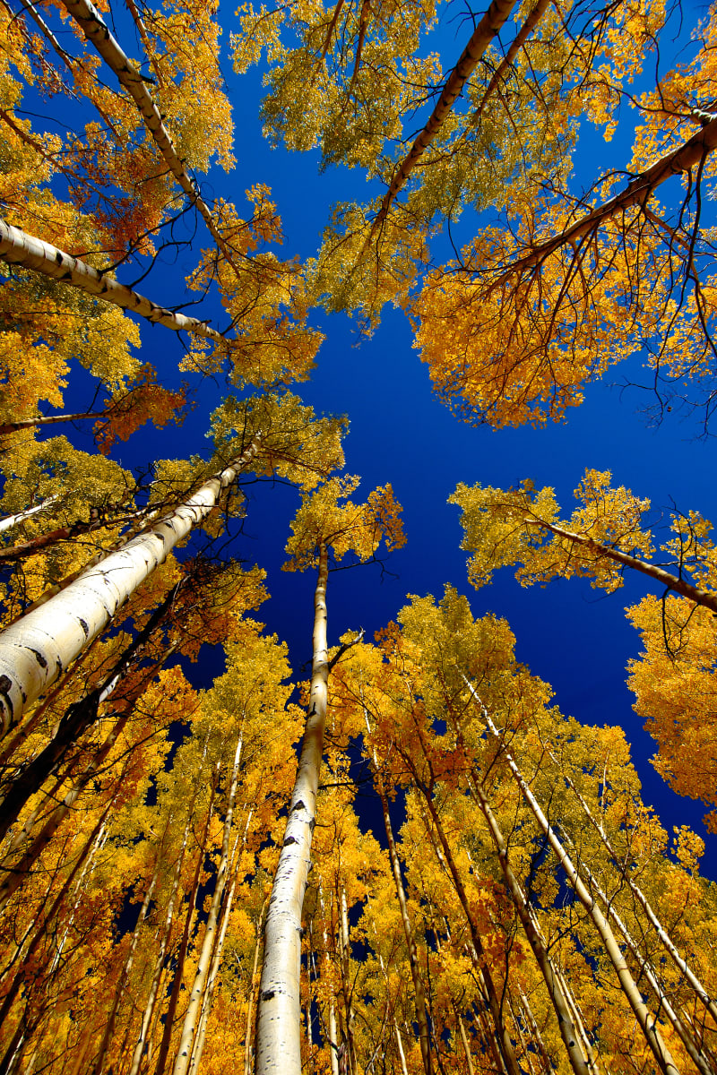 Aspen by Don Hill 