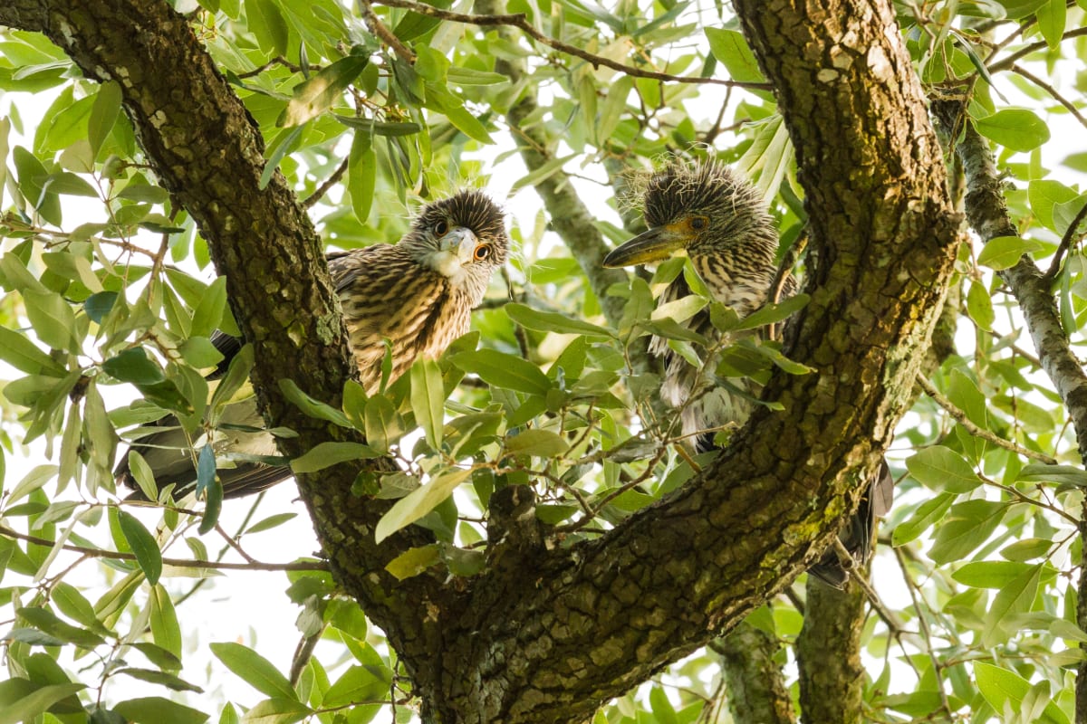 Heron Fledglings by Donald N. Westheimer, MD 