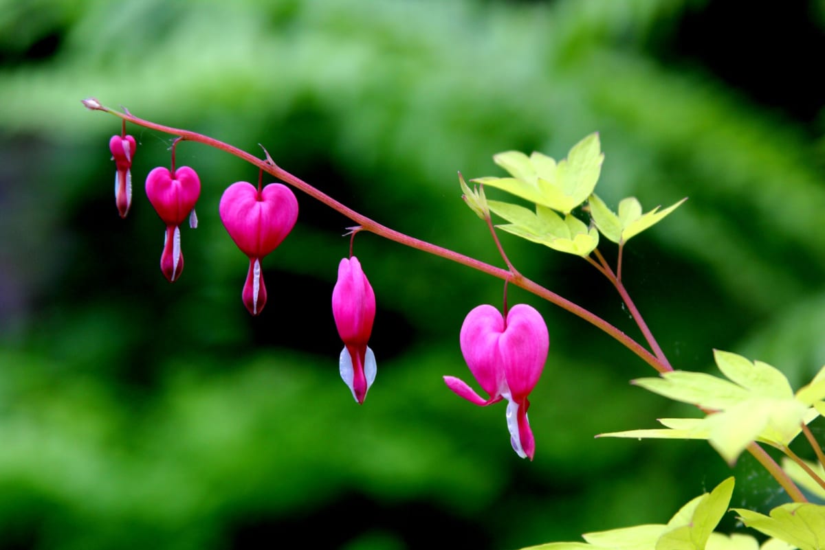 Bleeding Heart by Dianne Aldinger 