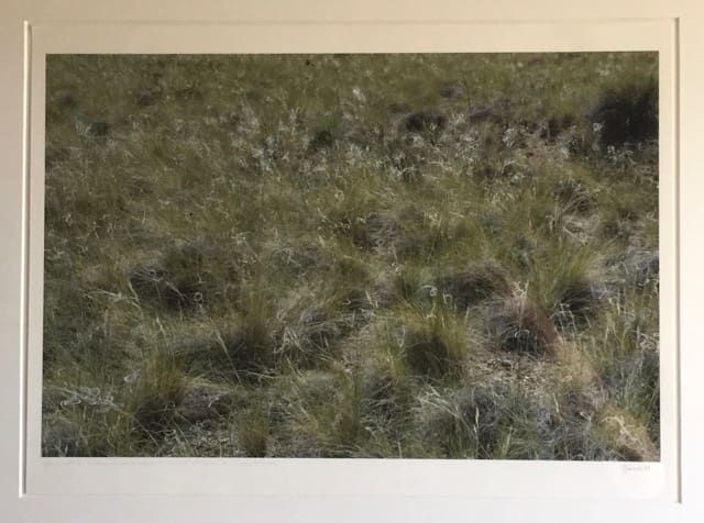 Needlegrass Boogie Woogie by Lenore Goodell 