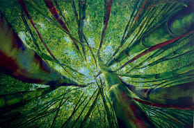 Below Bamboo Canes by Marisa Cerbán, Image 1.